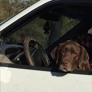 Meet your Posher, Lucy